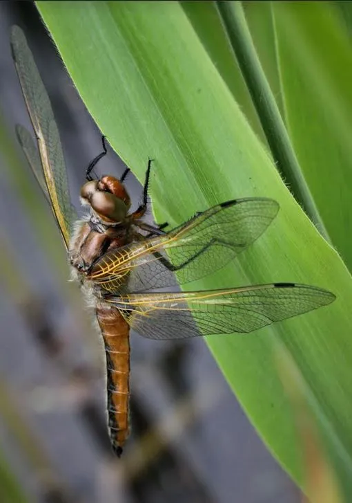 Insectencursus bij IVN Zwolle Insectencursus bij IVN Zwolle