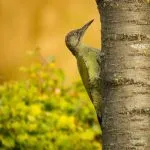 Ga je mee vogels kijken met IVN? Ga je mee vogels kijken met IVN?