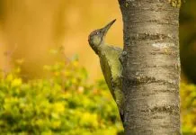 Vroeg op voor de IVN Vroege Vogel-excursie Ga je mee vogels kijken met IVN?