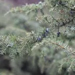 Het Algemene Veen: verborgen Veluwse schat naast de uiterwaarden Het Algemene Veen: verborgen Veluwse schat naast de uiterwaarden