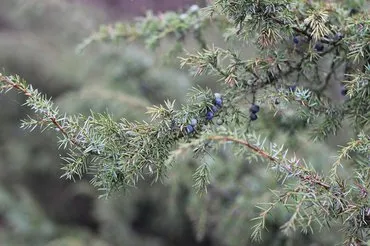 Het Algemene Veen: verborgen Veluwse schat naast de uiterwaarden Het Algemene Veen: verborgen Veluwse schat naast de uiterwaarden