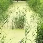 Vissievissie stopt met huren viswater Breestuk Hattem Vissievissie stopt met huren viswater Breestuk Hattem
