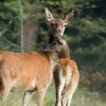 Wild kijken op landgoed De Dellen