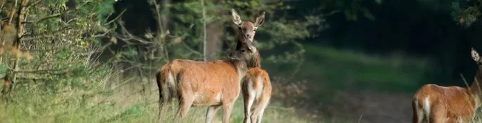 wildopdedellen
