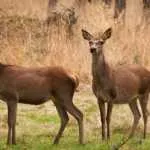 Ga je mee wild kijken met de boswachter?