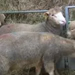 Presentatie Ile de France rammen in Hattem