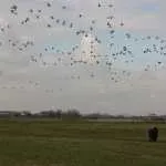 IVN-fietsexcursie langs IJssel en Sallandse Weteringen