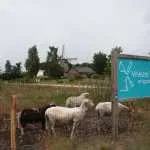 ‘Wild in de Hattemer Poort’ bij Vrieze’s Erfgoed