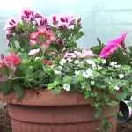 De Tuinen van Hattem |afl. 4| Planten