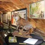 Workshop dieren tekenen