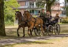 Historische koetsen in centrum Hattem