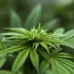 Wietplantage op ’t Veen binnengevallen