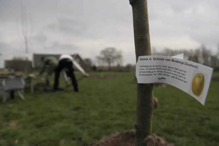 bomen planten