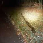 Boomstronk bewust op Apeldoornseweg gelegd, auto raakt flink beschadigd