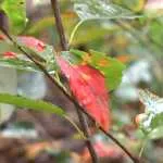 De Tuinen van Hattem |afl. 5| Herfstkleuren