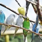 GGD waarschuwt voor papegaaienziekte in Gelderland