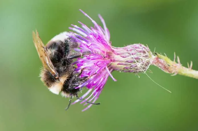 Gewone koekoekshommel_Peter Eekelder