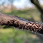 Eikenprocessierups komt uit, maar jeuk blijft nog even weg