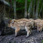 Wilde zwijnen op de Veluwe worden steeds tammer: βStop met voeren!β