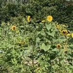 ChristenUnie wil bloemenzee op oude IJsbaan