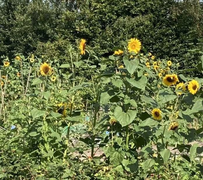 zonnebloemen.