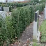 Gemeente ruimt graven – nabestaanden kunnen zich melden