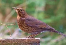 Doe vanuit huis mee met de Nationale Tuinvogeltelling