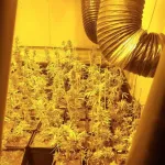 Politie treft hennepkwekerij aan in Hattem