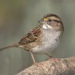 Provincie verleent ontheffing flora en fauna voor De Bongerd