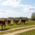 ‘Voerman’-plaatje in de uiterwaarden