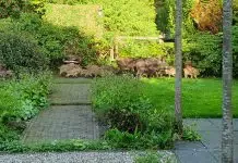 Meld overlast wilde zwijnen bij de gemeente