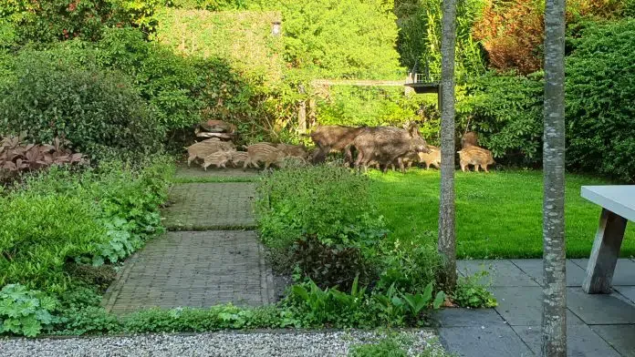 wilde zwijnen in tuin