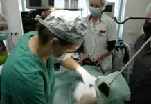 Een geit onder het mes en op pad met de medicijnenbus