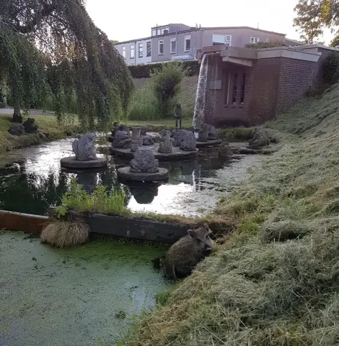zwijntjes in de stadsgracht