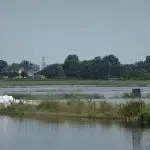 Vissen dreigen massaal het loodje te liggen in Hattem