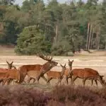 Hertenbronstexcursies op De Dellen