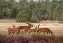 Hertenbronstexcursies op De Dellen