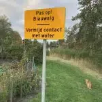 Blauwalg geconstateerd in de Waa