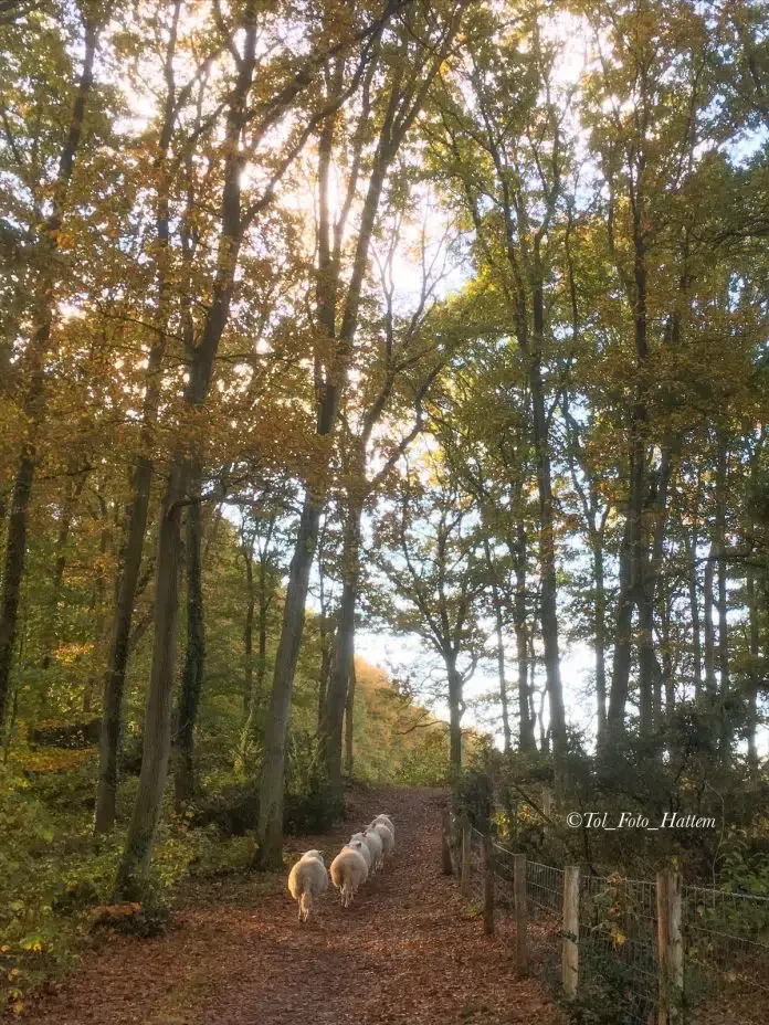 schapen algemene veen