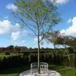 CU Hattem wil gedenkplek voor vroeggeboren/stilgeboren kindjes