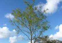 CU Hattem wil gedenkplek voor vroeggeboren/stilgeboren kindjes