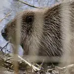 Bever gespot in Hattem