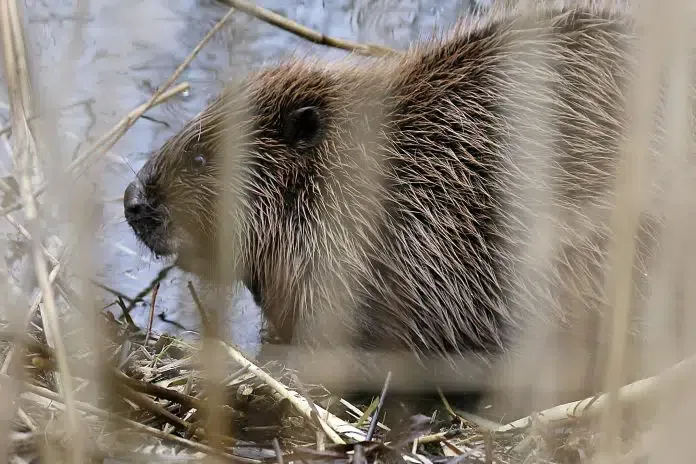 Bever