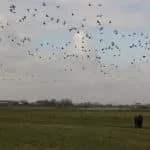 IVN-fietsexcursie langs IJssel en Sallandse Weteringen