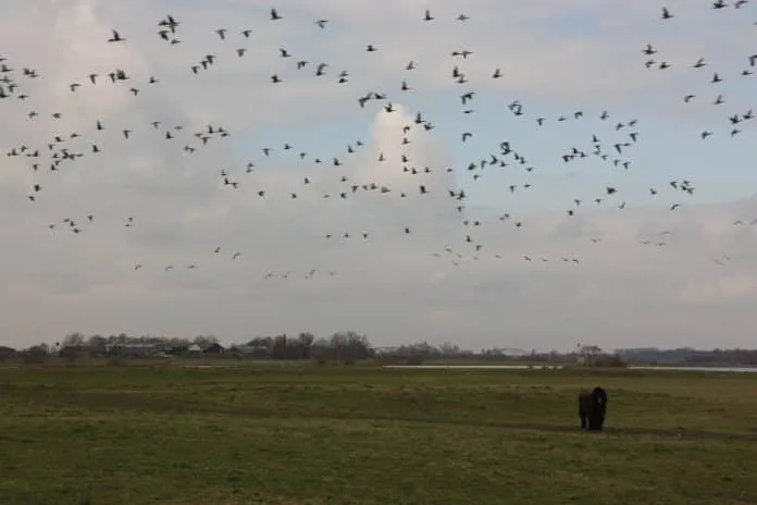 IJsseluiterwaarden (1)