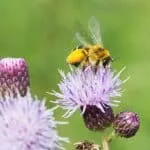 Biodiversiteit in Hattem krijgt flinke boost