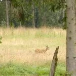 Wild observeren op De Dellen met de boswachter