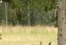 Wild observeren op De Dellen met de boswachter