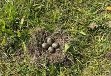 Teveel aan kraaien vormen bedreiging voor vitaal weidevogelbeheer