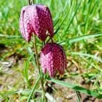 De Hattemse tuincoach kijkt mee